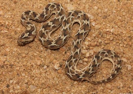 مار جعفری در دام آتش نشانان ماهدشت